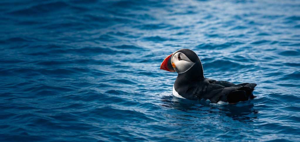 conwy-boat-trips-puffin-island-cruise